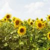 Sunflower Field diamond painting