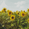 Sunflower Field diamond painting