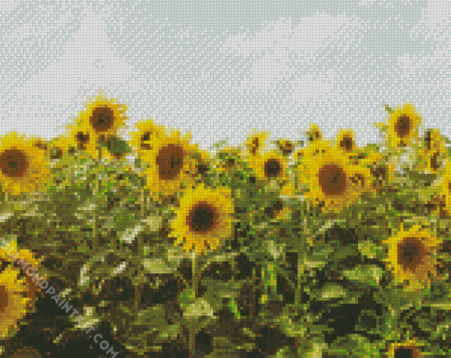 Sunflower Field diamond painting