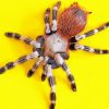 Tarantula Spider diamond painting