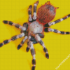 Tarantula Spider diamond painting