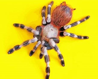 Tarantula Spider diamond painting