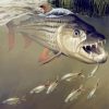 Tigerfish Underwater Art diamond painting