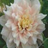 White Dahlia diamond painting