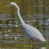 White Egret diamond painting