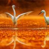 White Egrets diamond painting