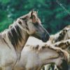 White Brumbies diamond painting