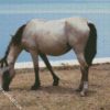 White Brumby Horse Animal diamond painting