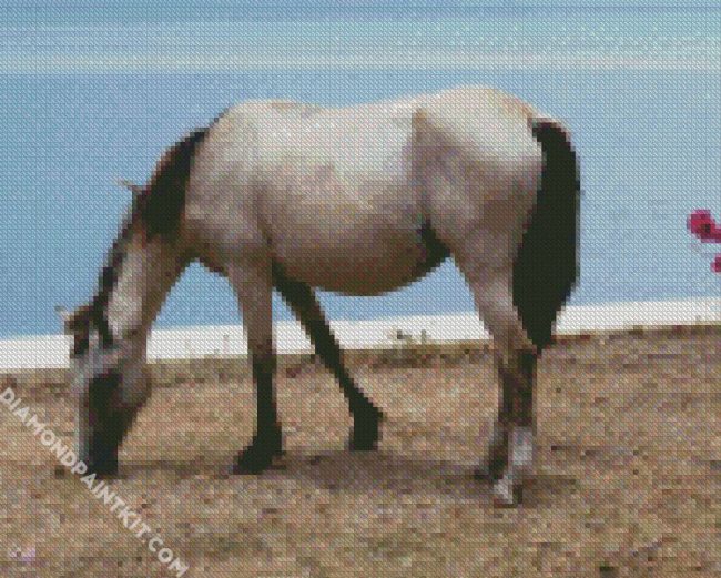 White Brumby Horse Animal diamond painting