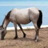 White Brumby Horse Animal diamond painting