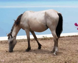 White Brumby Horse Animal diamond painting