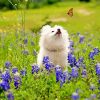 White Dog Watching Butterflly diamond painting