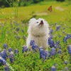 White Dog Watching Butterflly diamond painting