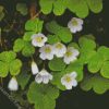 White Oxalis diamond painting