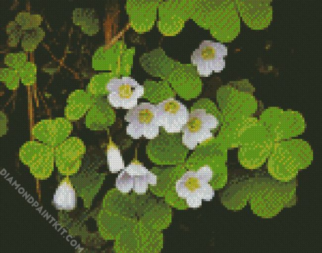 White Oxalis diamond painting