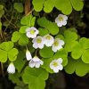 White Oxalis diamond painting