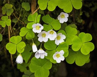 White Oxalis diamond painting