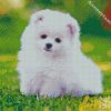 White Pomeranian diamond painting