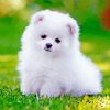 White Pomeranian diamond painting