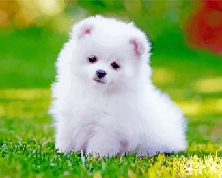 White Pomeranian diamond painting