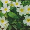 White Primroses diamond painting