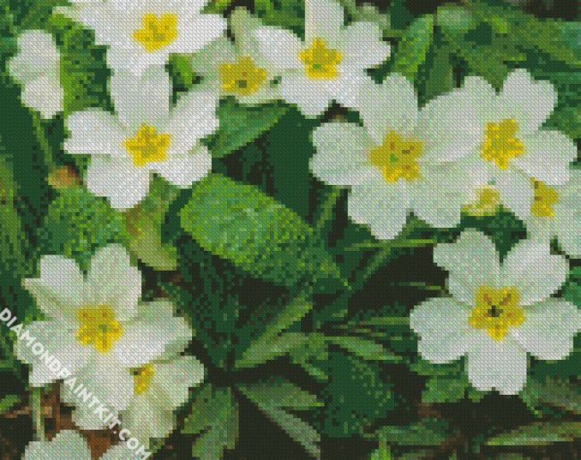 White Primroses diamond painting