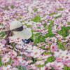 Woman In A Fied Of Pink Flowers diamond painting