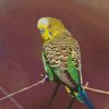 Yellow Head Budgerigar diamond painting