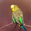 Yellow Head Budgerigar diamond painting