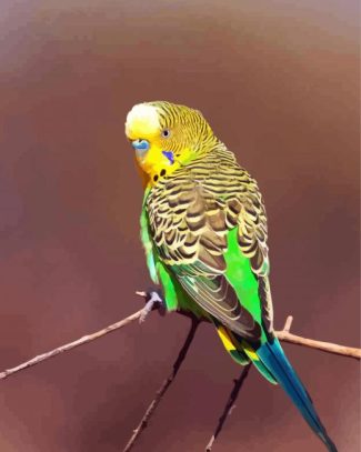 Yellow Head Budgerigar diamond painting