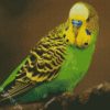 Yellow Head Parakeet Budgerigar diamond painting