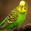 Yellow Head Parakeet Budgerigar diamond painting