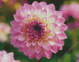 Yellow Purple Dahlia diamond painting