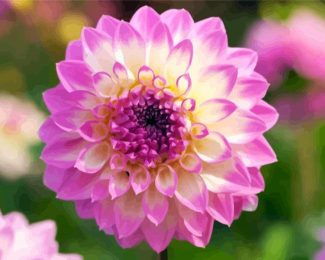 Yellow Purple Dahlia diamond painting