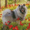 Keeshond Illustration diamond paint