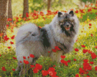 Keeshond Illustration diamond paint