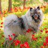 Keeshond Illustration diamond paint