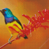 Sunbird diamond painting by numbers