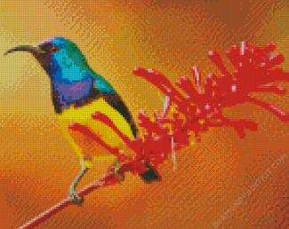 Sunbird diamond painting by numbers