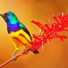 Sunbird diamond painting by numbers