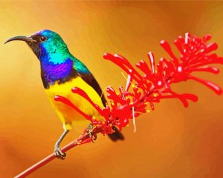 Sunbird diamond painting by numbers