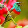 Aesthetic Sunbird diamond painting by numbers