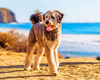 Aussiedoodle diamond painting