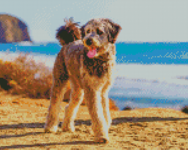 Aussiedoodle diamond painting