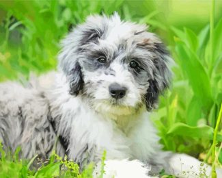 Aussiedoodle Dog diamond painting