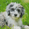 Aussiedoodle Dog diamond painting