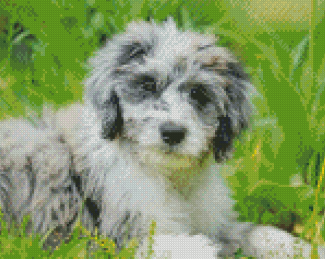 Aussiedoodle Dog diamond painting