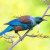 Tui Bird diamond painting