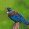 Blue Tui Bird diamond painting