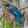 Cool Tui Bird diamond painting